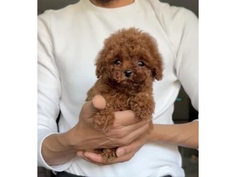 Kore toy poodle bebekler