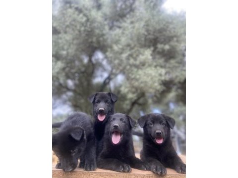 Muhteşem solid black alman kurdu yavrular