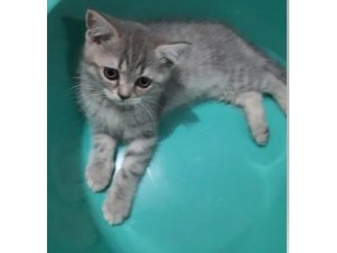 Minik dostumuz duman'ın yeni ailesini arıyoruz!
