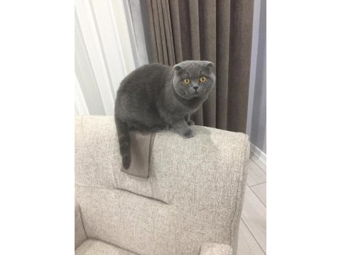 Scottish fold kedisi