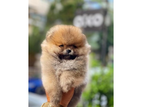 Yavru köpeğimiz pomeranian boo
