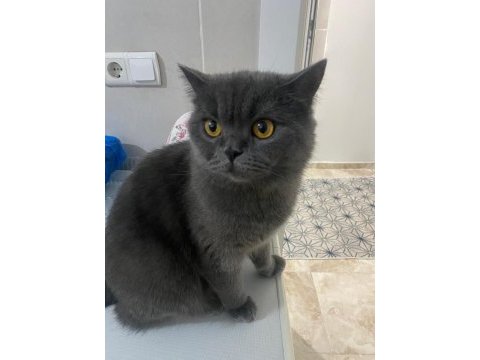 Çok akıllı elit sevecen asil bir kedidir
