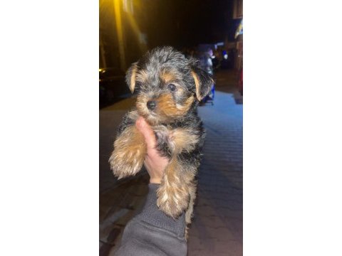 Yorkshire terrier köpeğimiz