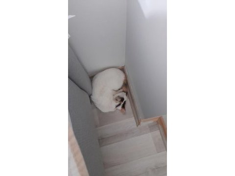 4 aylık tekir iç dış parazit yapıldı
