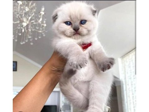 Sevimli minik kediler yeni yuvalarını bekliyor!