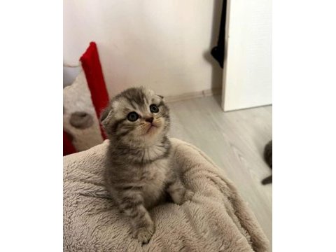 Scottish ve british yavru kedi