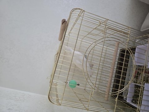 Çipli kayıtlı 6 aylık kakadu