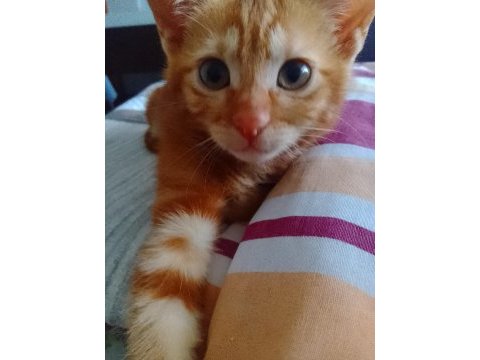 Acil sahiplendirme kediler