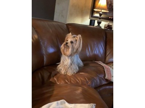 Teacup yorkshire terrier
