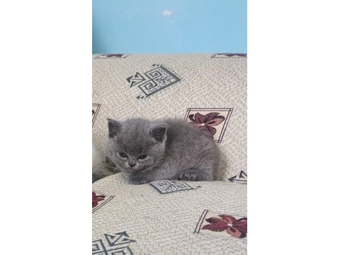 Oyuncu uysal yumak kedimiz yeni yuvasını arıyor