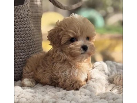 Minik kore maltipoo yavrumuz