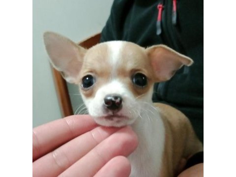 Chihuahua şivava yavrularımız hazır