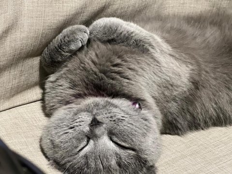 British shorthair dişi kedim