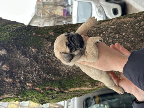 Pug mops bebekler