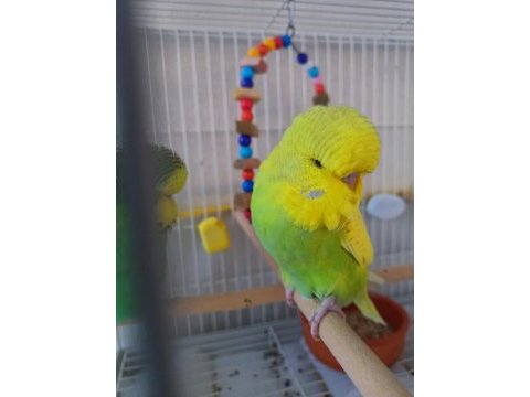 Şov jumbo yavrusu muhabbet kuşu