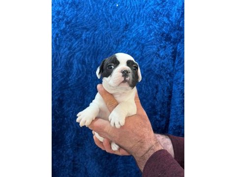 Dişi erkek fransız bulldog bebekler
