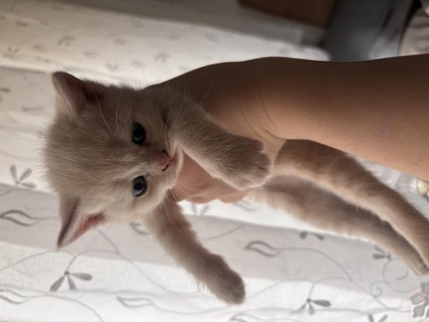 İki tane siyam kedisi erkek yavrularımız