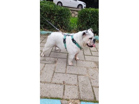 Egzotik ingiliz bulldog dişi