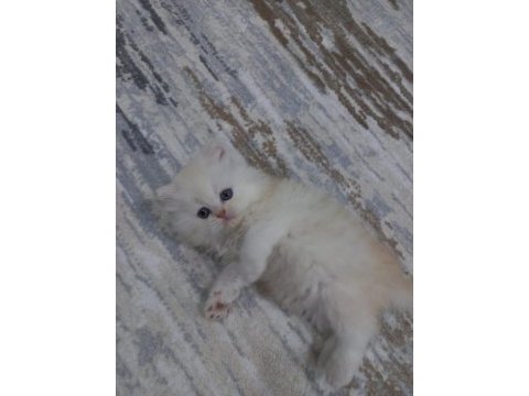 Anne safkan iran kedisi baba chinchilla