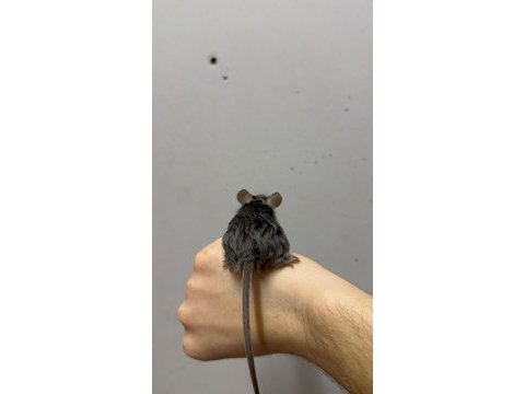 Lab - rat - dumbo rat - panda mice adrese teslim mevcut