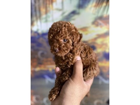 Orjinal micro ayarında red brown poodle