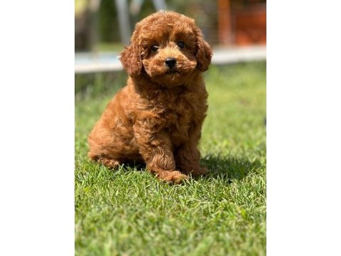 Poodle çiftliğinden red brown toy poodle bebeklerimiz