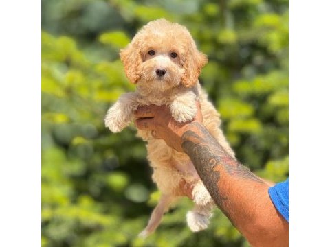 Maltipoo köpeği bebeklerimiz
