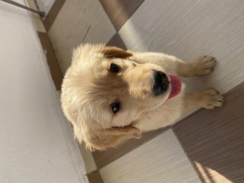 Bebek yüz golden retriever dişi