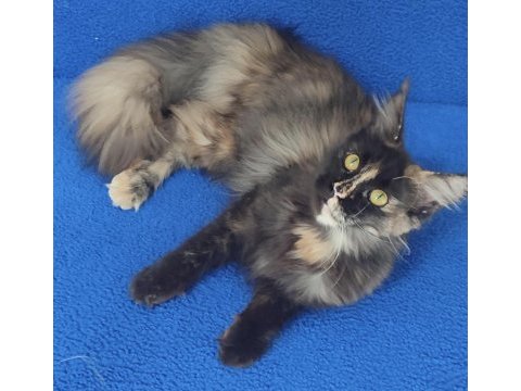 11 aylık hazır kozan'da mükemmel bir maincoon dişi