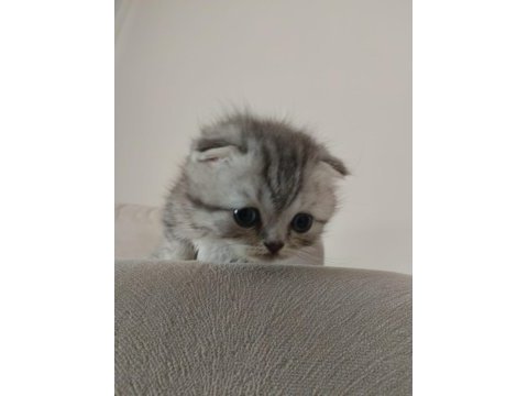Harika show scottish fold yavrular