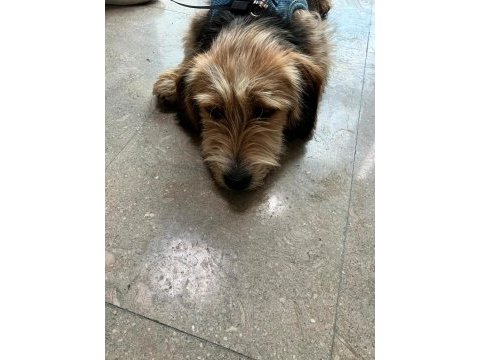 Köpeğimiz sıcak yuvasını arıyor