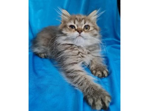 Scottish fold yavrular sahibinden