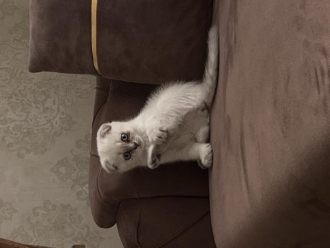 2 aylık dişi scottish fold yeni yuvasını arıyor
