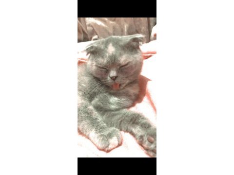 Scottish fold dişi kedimiz