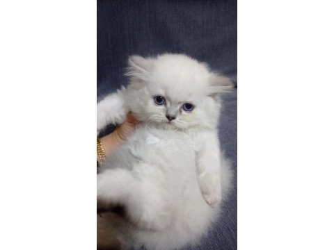 British dişi british longhair