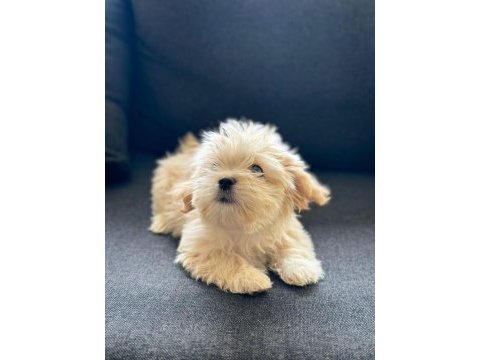 Poodle dan farksız maltipoo