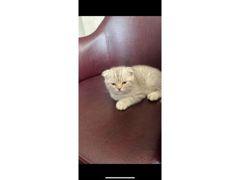 2 aylık yavru scottish fold kedim
