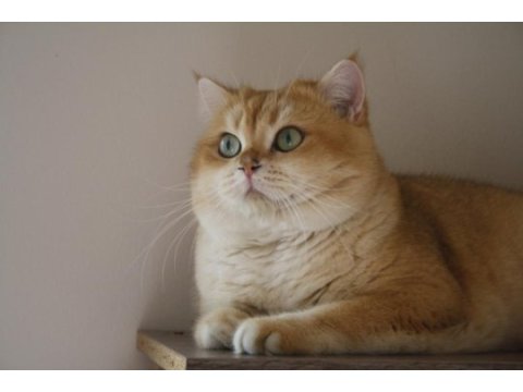 British shorthair bal köpükleri yeni ailelerini arıyor