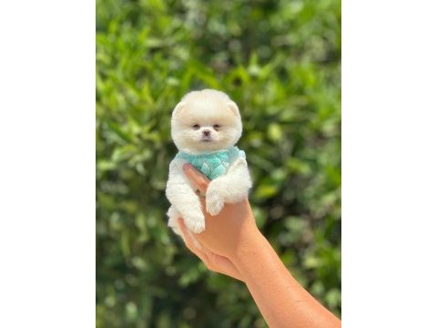 Pomeranian boo bebekler ırk ve sağlık garantili