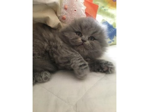 Dünya tatlısı british longhair yavrular