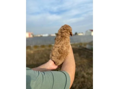 2 aylık erkek cockapoo