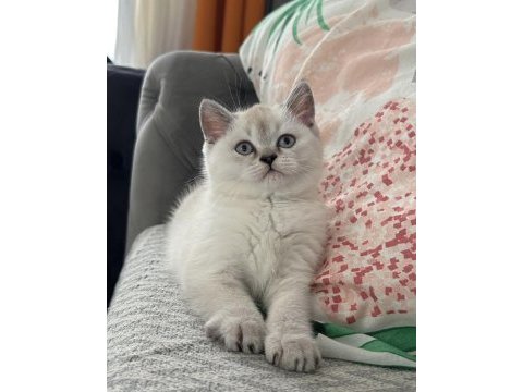 British shorthair yavru kedimiz
