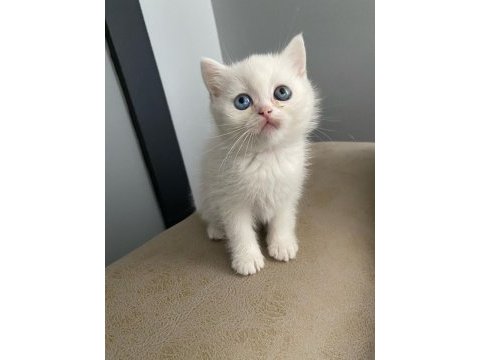 Safkan ırk sağlık garantili british longhair