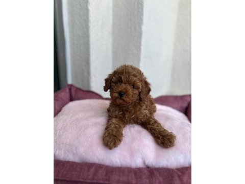 Toy poodle yavrular