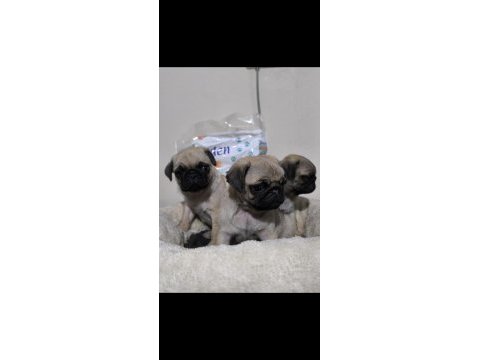 A kalite mini boy sıfır burun pug mops yavrular