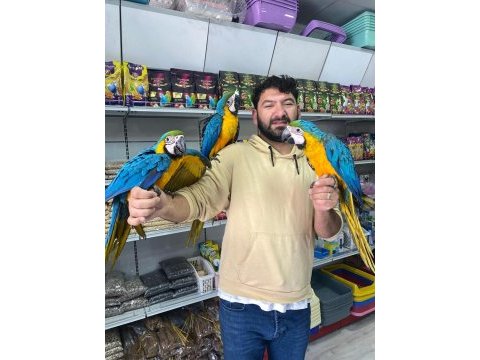 4 aylık el besleme bebek macaw
