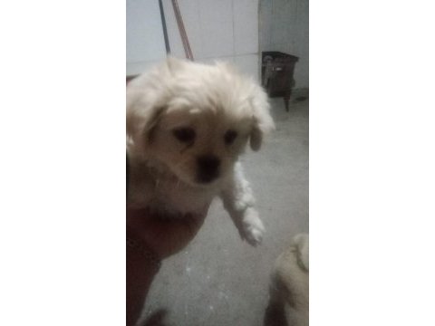 A kalite albino pekinez yavrusu