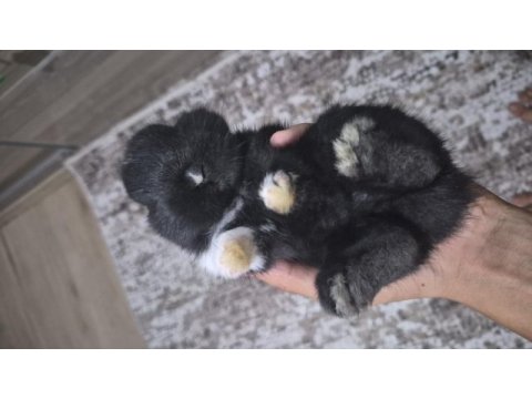 Orjinal cüce yavru tavşanlar