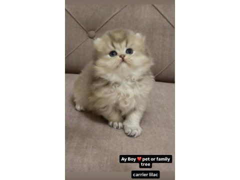 British longhair erkek