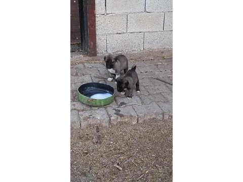 Orjinal sivas kangal yavruları